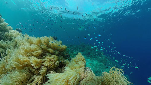 undersea