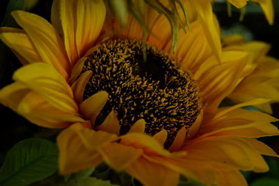 Close-up of yellow flowering plant