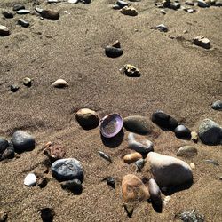 High angle view of shells on sand
