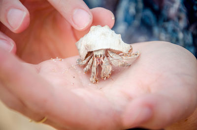 Midsection of person holding hermit crab
