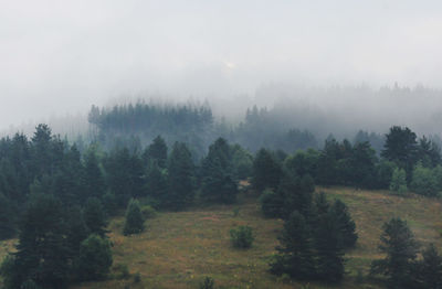 Trees in forest against sky