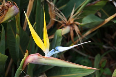 Close-up of flower blooming outdoors