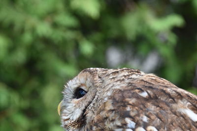 Close-up of eagle