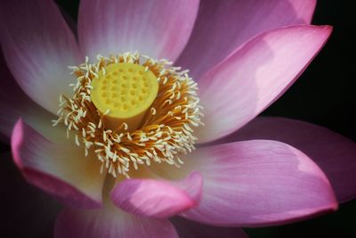 Close-up of pink lotus water lily