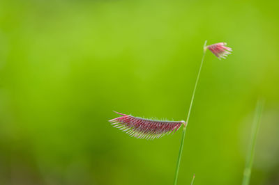 Close-up of butterfly on plant