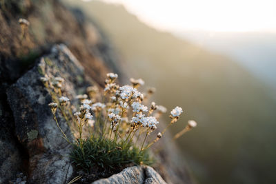 Close-up of white flowering plant