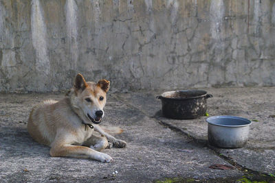 Portrait of dog sitting against wall