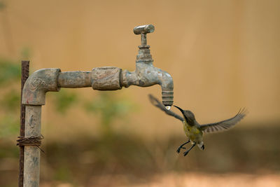 Close-up of bird in mid-air