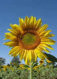Close-up of sunflower against sky