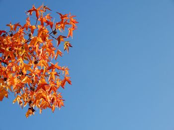 Low angle view of autumn tree against clear blue sky