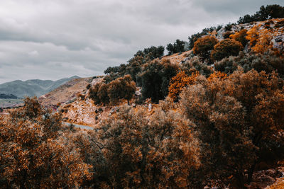 Trees on mountain against sky during autumn