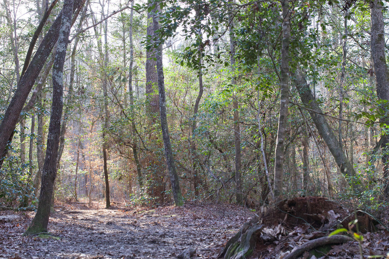 TREES AND PLANTS IN FOREST