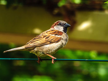 Close-up of bird perching on metal