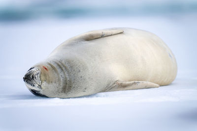 Crabeater seal lying sleeping on ice floe