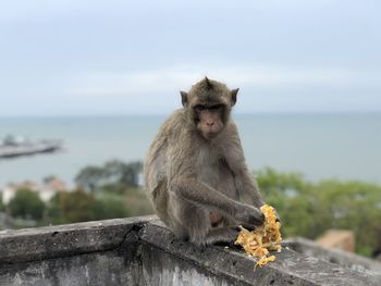 Monkey sitting on a wall