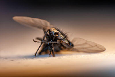 Close-up of housefly