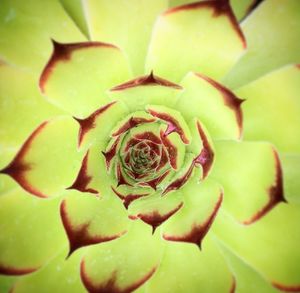 Full frame shot of green leaves