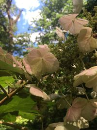 Close-up of flowers blooming on tree