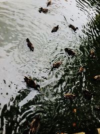 High angle view of ducks swimming in lake