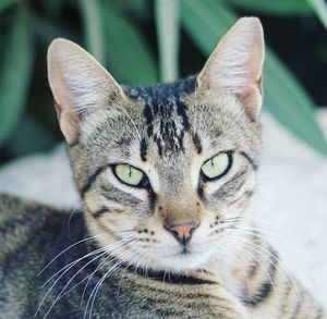 Close-up portrait of tabby cat