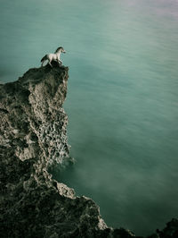 High angle view of bird perching on rock by sea