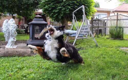 Dog relaxing on grassy field