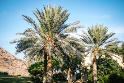 Low angle view of palm trees against sky