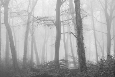 Trees in forest