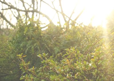 Sun shining through trees