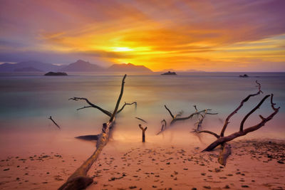 Scenic view of tree trunks at beach against sky during sunset