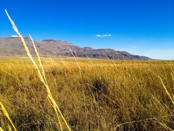 Scenic view of landscape against blue sky