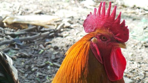 Close-up of rooster