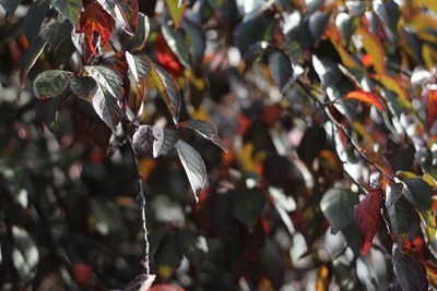 Close-up of leaves on plant