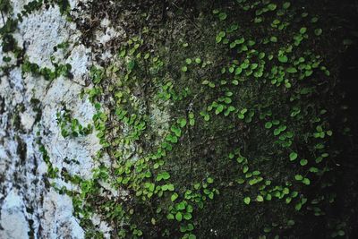 Close-up of moss growing on tree trunk