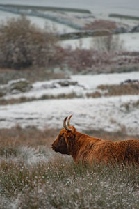 Cow standing on field