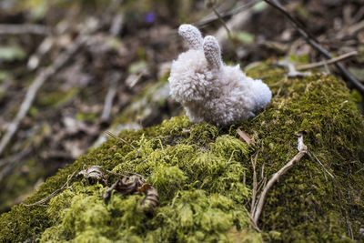Close-up of mushroom growing on field