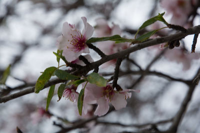 Close-up of pink flowers on branch