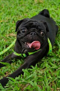 Close-up of a dog on field