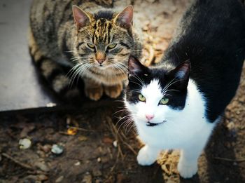 High angle view of cats standing on field