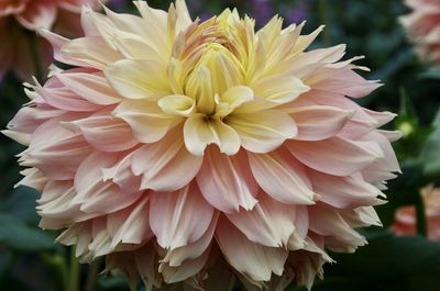 Close-up of dahlia