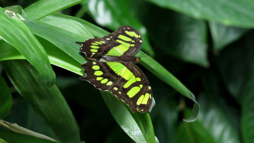 Close-up of butterfly on plant