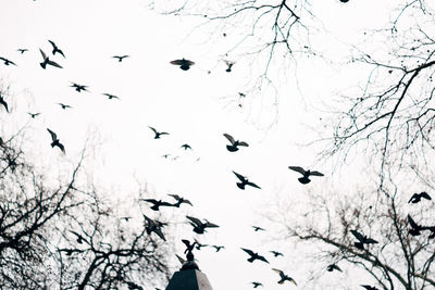 Low angle view of birds flying over bare tree