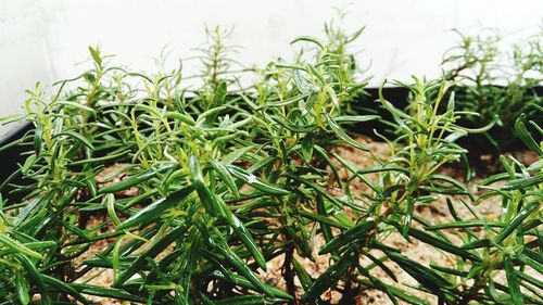 Close-up of fresh green plants