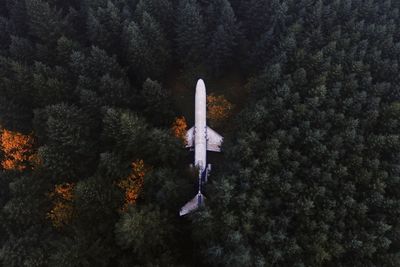 Airplane flying over trees in forest