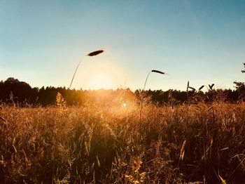 Silhouette plants on field against sky at sunset