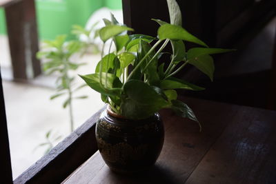 Close-up of potted plant on table at home