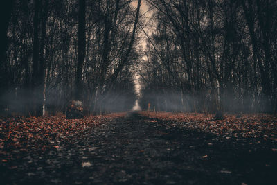 Autumn leaves on trees in forest