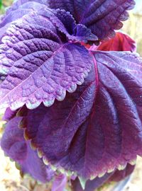 Close-up of leaves on purple flower