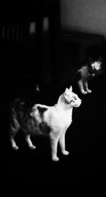 Cat looking away