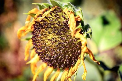 Close-up of yellow flower